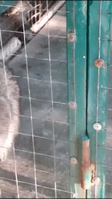 Енотик автокемпинга Енот Лермонтово. смотреть онлайн