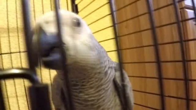 Жако Герда смотреть онлайн