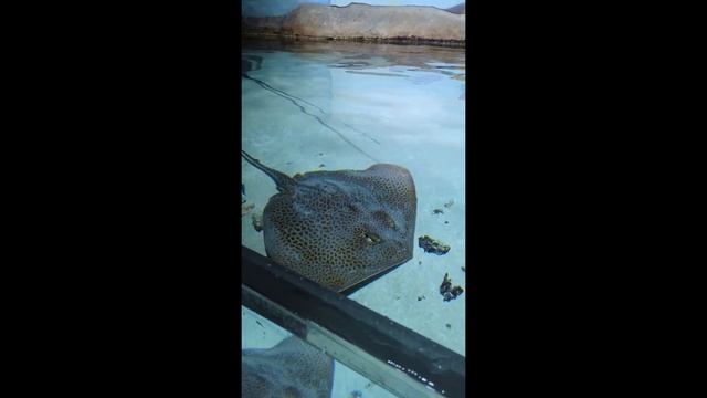 обзор на москвариум - океанариум в Москве🐟 2024 г. смотреть онлайн