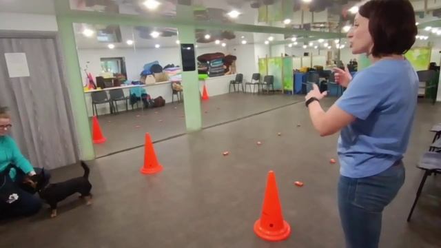 Школа инструкторов CleverDog, ланкаширский хилер смотреть онлайн
