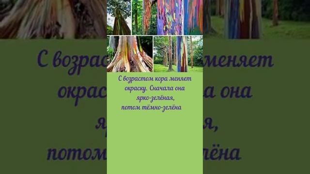РАДУЖНЫЙ Эвкалипт!!! смотреть онлайн
