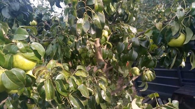 Колоновидна груша , результат формування крони смотреть онлайн