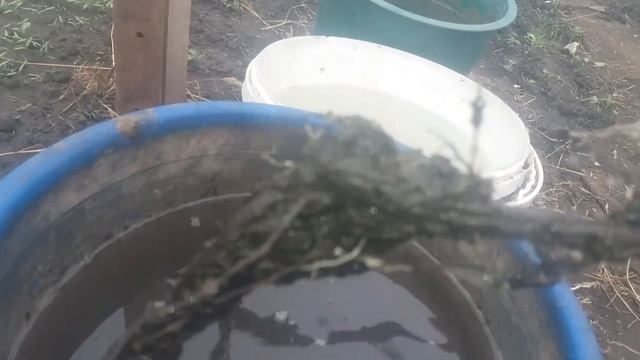 состояние малины
гленд ампл и маравила посадка осень смотреть онлайн