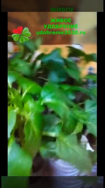 "Живое удобрение" - волшебная органика! смотреть онлайн