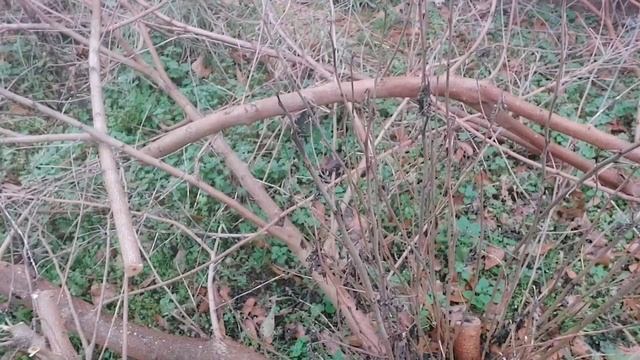 Saker Mini Chainsaw Review, Battery Chainsaw, Amazon Chainsaw review, Pruning Chainsaw смотреть онлайн