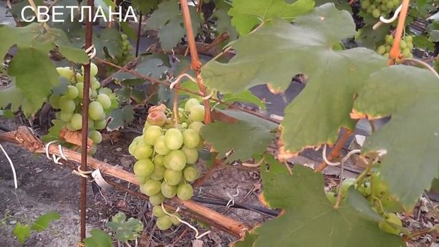 29-30.08.23г.Валек, кишмиш Велес,Светлана,Боготяновский,Розовая Дымка,Достижение(Болеро), смотреть онлайн