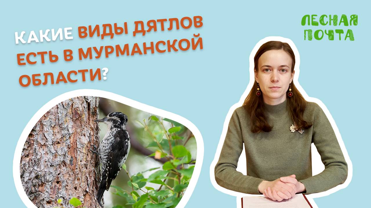 Какие виды дятлов есть в Мурманской области? Лесная почта Лапландского заповедника смотреть онлайн