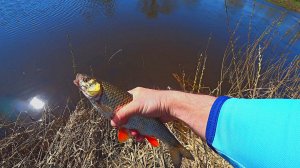 ЛОВЛЯ ГОЛАВЛЯ НА ВОБЛЕР В АПРЕЛЕ! ПОПЫТАЛСЯ ОТКРЫТЬ СЕЗОН И МНЕ ЭТО УДАЛОСЬ. рыбалка