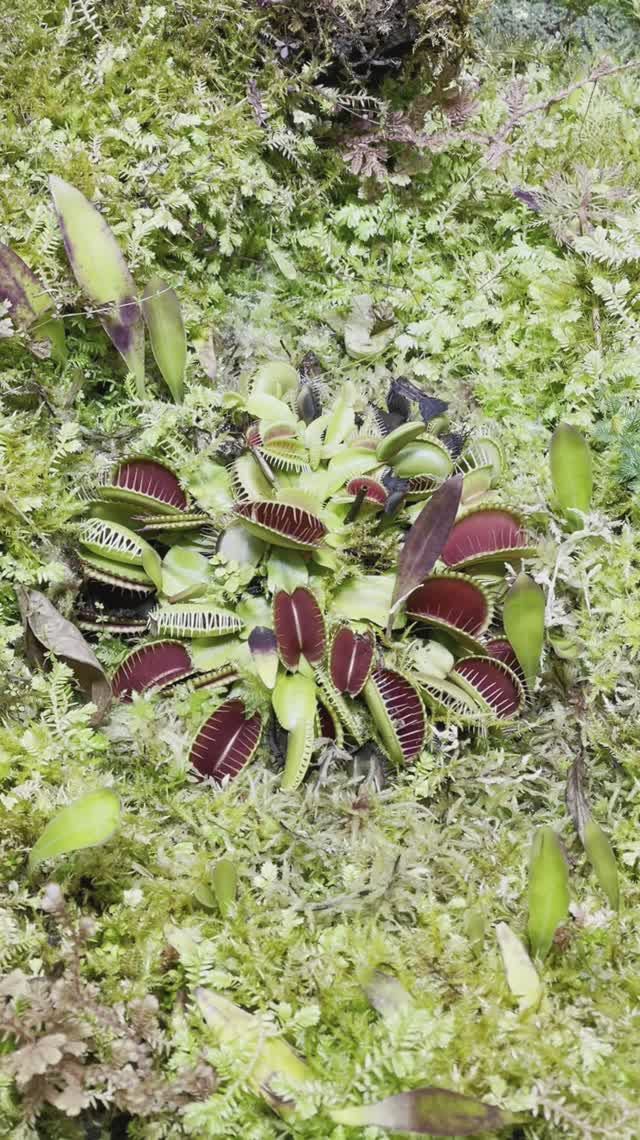 ХИЩНЫЕ ЦВЕТОЧКИ смотреть онлайн