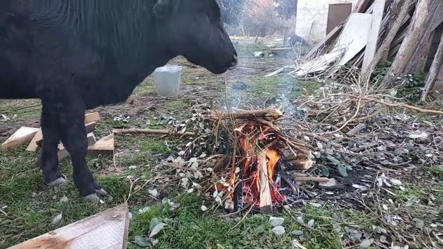 Бычок курит у костра смотреть онлайн