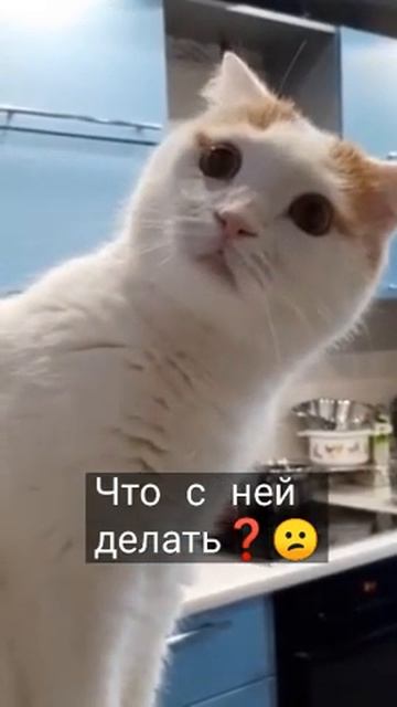 и чт😊 с ней делать ? а /друзья и / котик 😁#котики #друзья #озвучка #рекомендации #мойпацан #shorts смотреть онлайн