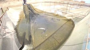 БАЛИК БИЗНЕСИ ШАББОЗ БАЛИК ФЕРМАСИ БАЛИКЧИЛИК УЧУН КУЛ