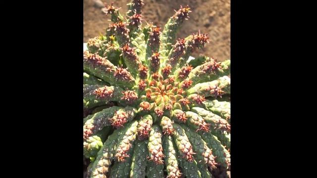 Create a Quick, Colorful Succulent Container Garden смотреть онлайн