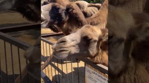 Эксперимент с верблюдами! Парк львов Тайган #тайган