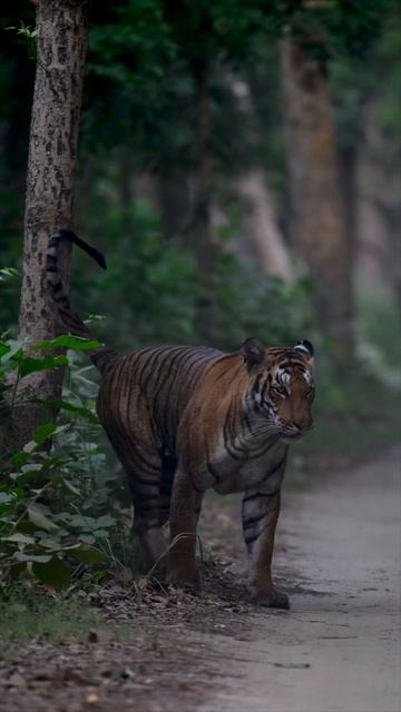 Check the eyes of tigress #wildlife #nature #tiger #natgeo #uttarpradesh #pilibhit смотреть онлайн