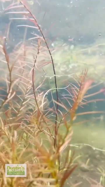 LUDWIGIA Arcuata (Thin Needle Leaf Aquarium Plant For Sale) смотреть онлайн