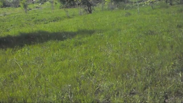Сверчок не дождался ночи смотреть онлайн