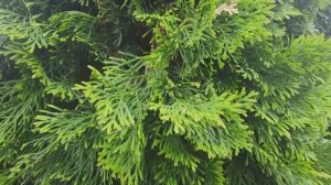 Туя западная Смарагд