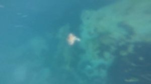 Дары моря. Охотское море, Сахалин.