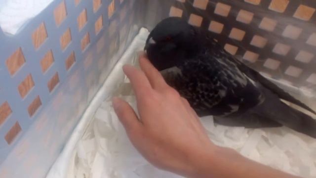 155) Переселение Умки в новый дом! смотреть онлайн