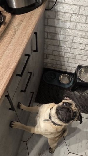 Фармацевтикус заглотус