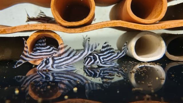 Hypancistrus zebra l046 wild смотреть онлайн