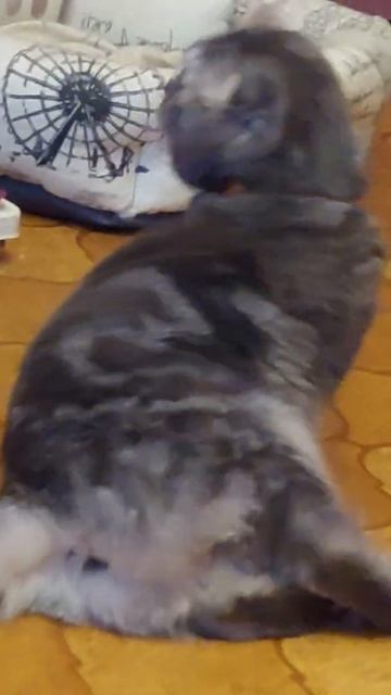 Кошка лежит на спине🐱🐈 смотреть онлайн