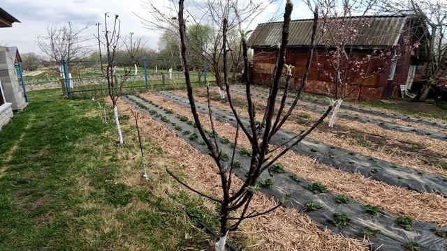 Абрикос зацвел смотреть онлайн