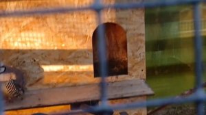 Обзор отеля Фореста Фестиваль Парк от Барни