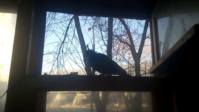 УРАЛМАШ И ГОЛУБИ смотреть онлайн