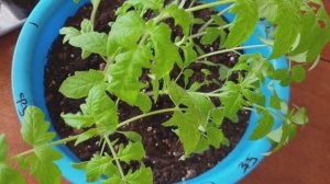 Верхушка рассады томатов: скрученная, кривая, тонкая, жёлтая. Проблему решим.