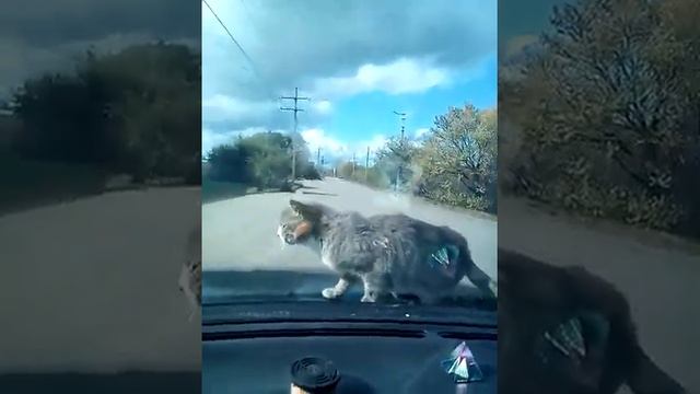 Кот ну обалдел😂😂😂