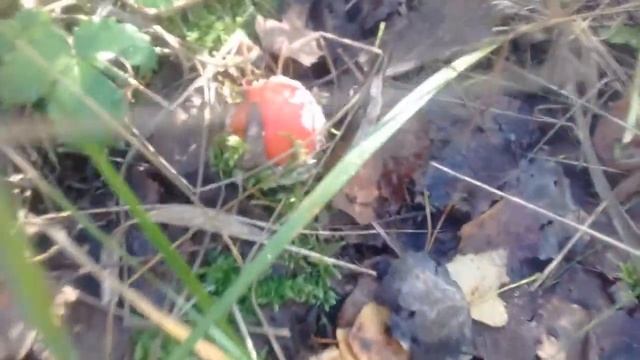 Лисья нора и грибы вокруг. Подмосковье. смотреть онлайн