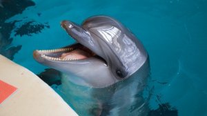 Лазаревское Дельфинарий🐟 Морская Звезда👍 Что посмотреть в Лазаревском