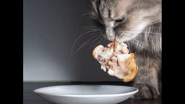 Елена Тен Шибут - У Василия кота сегодня праздник живота. смотреть онлайн