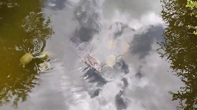Alligator with a lot of turtles 🇺🇲 смотреть онлайн