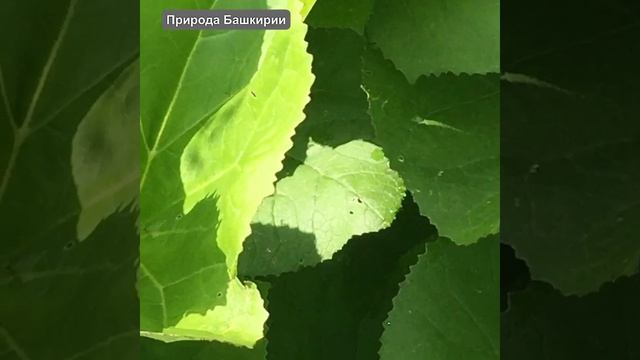 Природа Башкирии. смотреть онлайн
