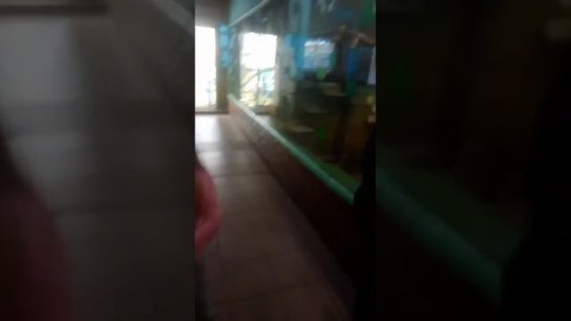 Тюмень зоопарк. ❤️ смотреть онлайн