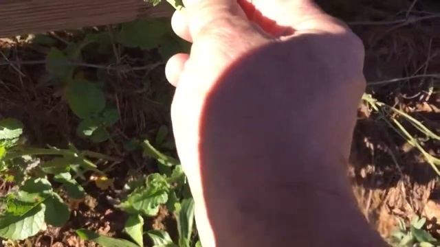 Edible wild radish смотреть онлайн