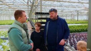 Выращивание салата в теплице. Зелень на гидропонике