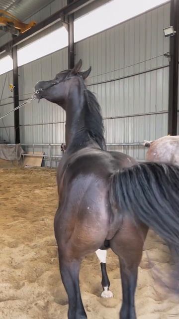 Horse mating cute - Most breeding horse смотреть онлайн