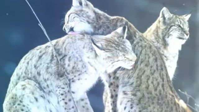 Рыси смотреть онлайн