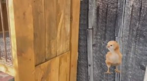 Клетка для бройлеров своими руками. Фильм 3