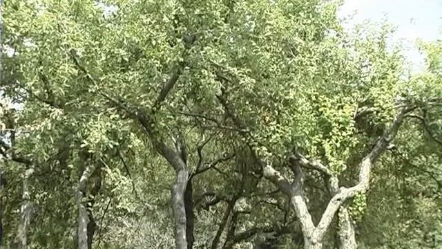 Сады смотреть онлайн