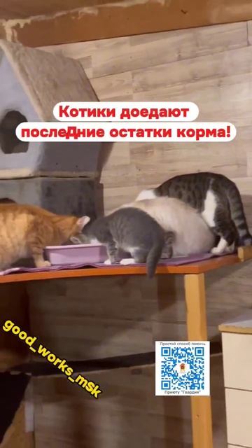 НЕ СОБРАЛИ ВОВРЕМЯ  НА  КОРМ  ДЛЯ КОТИКОВ🐈 #приютгвардия #приютдлякошек смотреть онлайн
