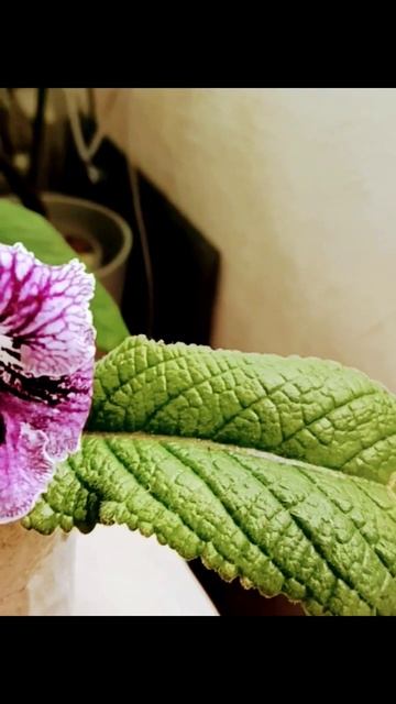 Первое цветение моего первого стрептокарпуса😍😍😍