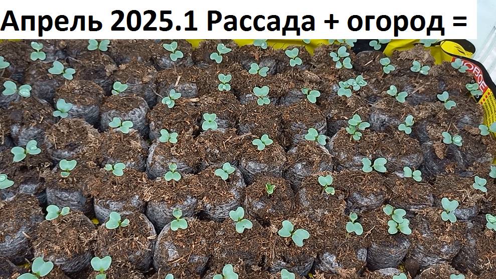 Апрель 2025 серия №1 Рассада- огород. Природное земледелие. смотреть онлайн