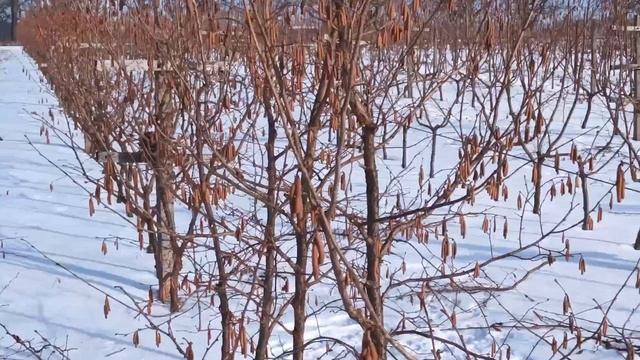 Каталонський, Косфорд чи Панський. Який з них не підходить для шпалери смотреть онлайн