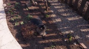 Просто прогулка по нашим угодьям!😉🤗🐈⬛🐕