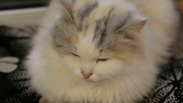 Перекус в котокафе. смотреть онлайн